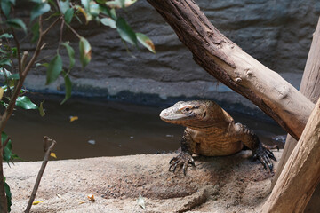 Komodo dragon in zoo enviroment near lake