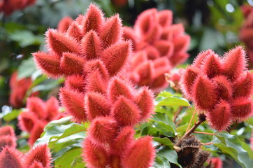 Rojo