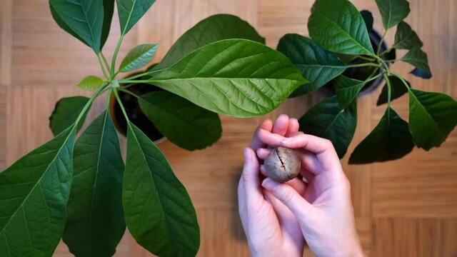 Woman hands hold avocado seed near avocado sprouts in pots