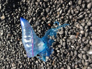 a dangerous blue jellyfish on the stone beach