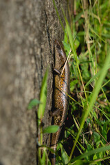 The common sun skink basking on the stone wall