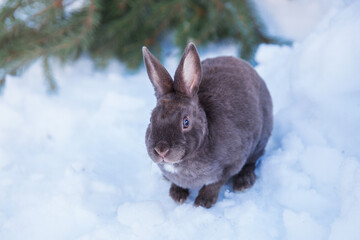 fluffy gray pet rabbit sitting on a snowy background