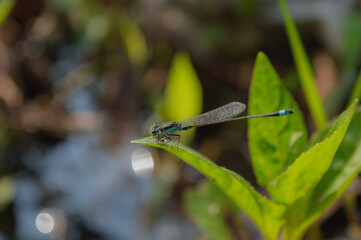 The pond damsels doing basking on the leaf near river