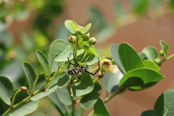 Spider in the caper bush on Malta