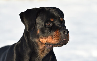 un serio perro rottweiler