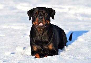 Obraz premium a strong rottweiler dog in the snow