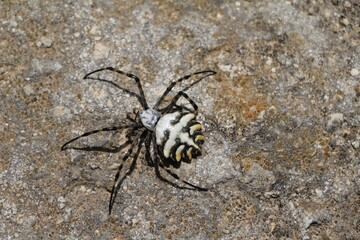Spider argiope trifasciata, Malta