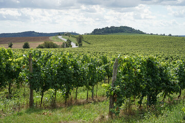 Fototapeta na wymiar Beautiful vineyards on the hills of Palava, Czech Republic