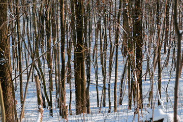 Winter snowy forest on a sunny day. Branches and trunks of trees in the snow