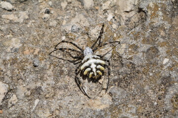 Spider on Malta