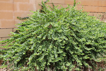Real caper bush in Malta