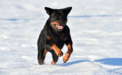 a head of strong rottwier dog