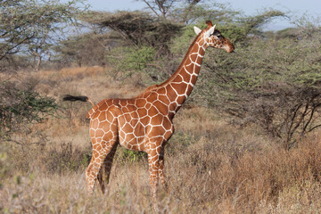 Young giraffe pauses in the grass meadow in Tanzania - obrazy, fototapety, plakaty