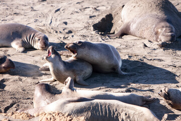 Fototapeta premium Two Elephant Seals fighting for position on beach. Male elephant seal aggression