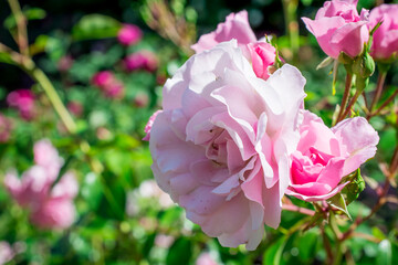 pink and white roses