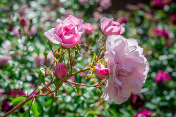 pink and white flowers