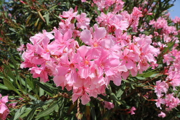 Oleander flowers in summer on the island of Malta