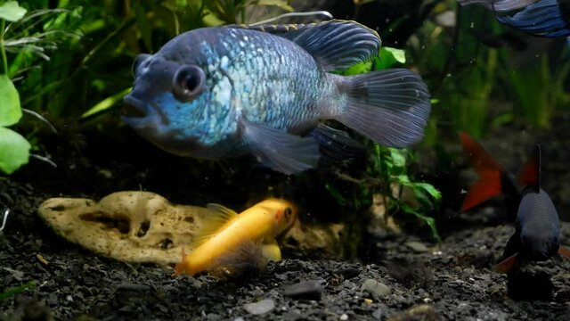 dominant female of Gyrinocheilus aymonieri sp. search for food and clean hairy algae from a stone on substrate in freshwater tank, orange algae eater, popular ornamental Asian species
