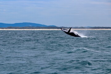 Naklejka premium Whale