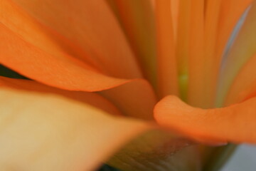 petal of orange lily