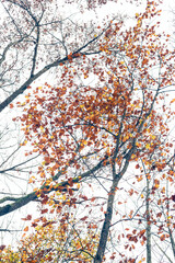 Wide-angle view of tree tops in the Fall
