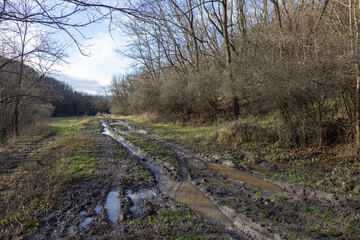 Waldweg mit Hindernis