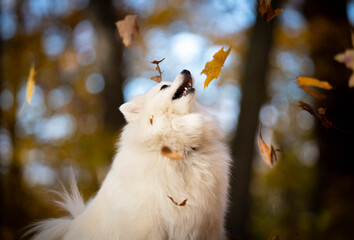American Eskimo with leaves falling