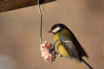 Titmouse sits on the wire and eats