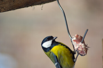 Titmouse sits on the wire and eats