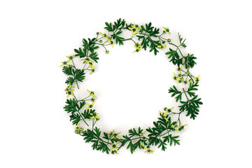 Ruta graveolens, Round frame with fresh flower and green leaves L. strong smelling rue, common rue or herb-of-grace leaves and flowers with tinted. Leaf pattern. Flat lay, top view, copy space