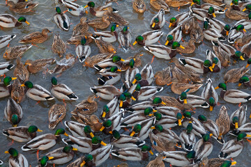 A huge number of wild ducks swim in the lake