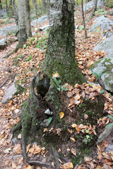 Mossy Trunk and Fallen Leaves