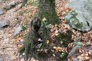 Mossy Trunk and Fallen Leaves