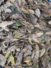 Fallen leaves on the ground, dry mango leaves background.