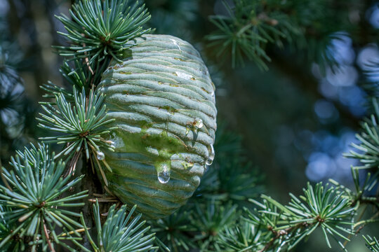 Close up of pine cones on Atlantic / Blue Atlas cedar tree Cedrus atlantica.