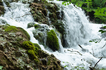 stream in the forest