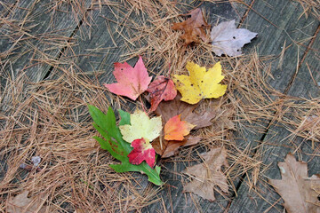 Colorful Autumn Leaves on the Ground