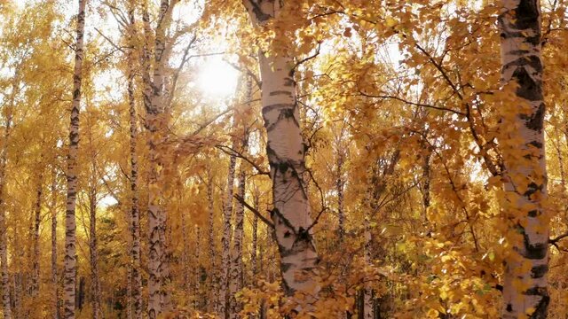 View of the sun through the bright yellow foliage of the autumn forest
