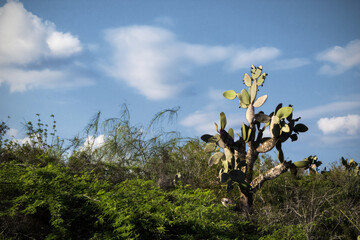 Cacti landscape in Isabela Island, Galapagos