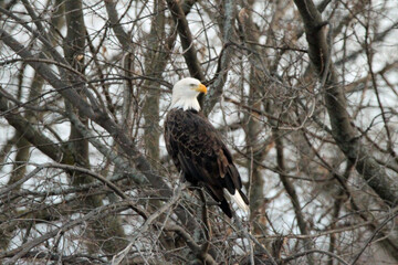 Eagles living along the Fox River