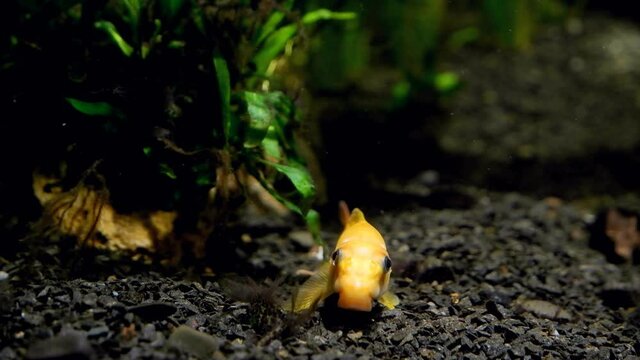 dominant female of Gyrinocheilus aymonieri sp., orange algae eater, popular ornamental cypriniform species stare at camera on black gravel substrate in nature freshwater tank