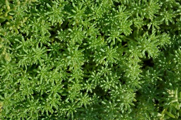 Stonecrop or sedum - groundcover succulent plant. May be used as a background, top view