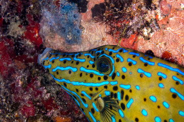 A sprawled file fish