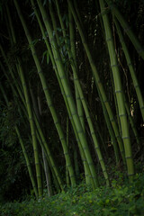 bamboo forest