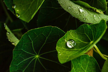 water drops on leaf