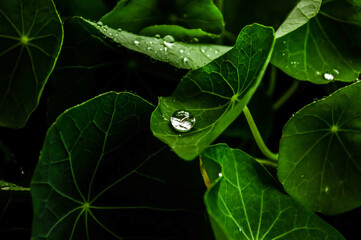 leaf with water drops
