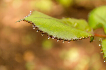 macro of waterdrop in a leaf