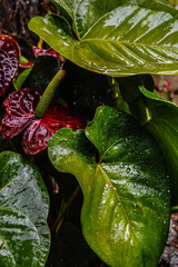 red anthurium with water drops