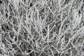 Snow Covered Trees after Winter Storm