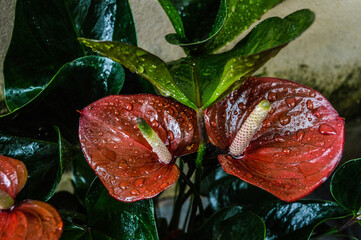 red anthurium with water drops